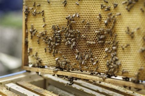 Beekeeping For Beginners Step By Step