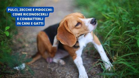 Pulci Zecche E Pidocchi Su Cani E Gatti Come Riconoscerli E Combatterli