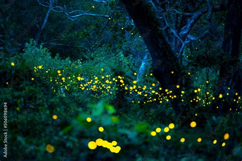 Firefly flying in the forest. Fireflies in the bush at night at ...