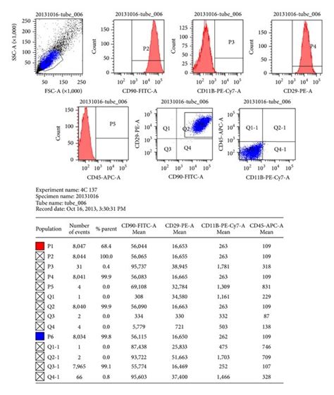 A Morphological Observation X Of Third Subculture Rat Bmscs And