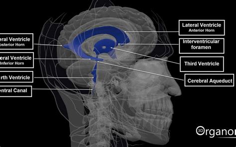 CSF anatomy Archives | 3D ORGANON