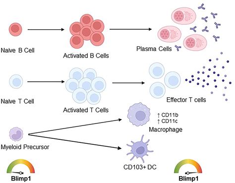 Frontiers Conserved And Unique Functions Of Blimp In Immune Cells