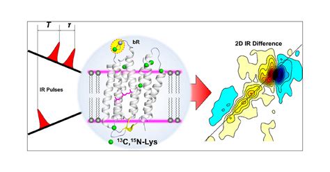 Ultrafast Two Dimensional Infrared Spectroscopy Resolved A Structured Lysine 159 On The