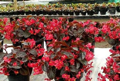 Klasifikasi Dan Morfologi Tanaman Begonia Begonia Sp Joko Warino