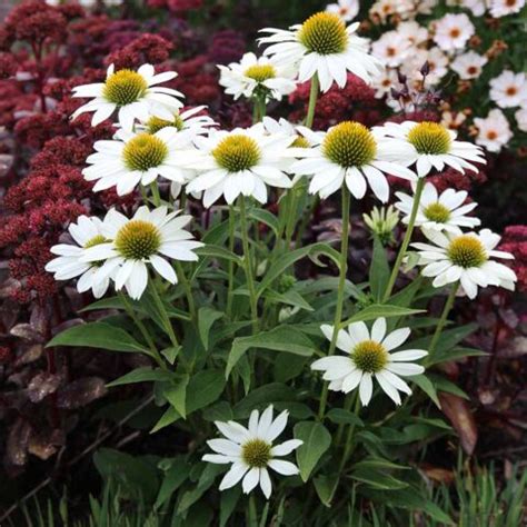 Echinacea KISMET White TERRA NOVA Nurseries Inc