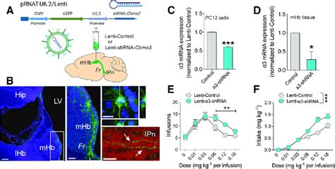 Lentiviral Mediated Knock Down Of The A3 NAChR Subunit A Map Of