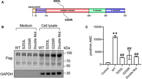 A Domain Structure Showing The Novel S L And G L Mutations Within