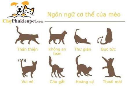 Ngôn ngữ của mèo Loài bí ẩn số một trên Trái Đất Cẩm nang