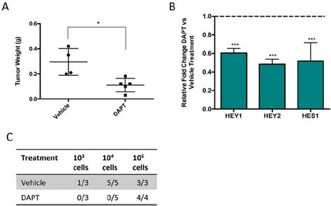 Pharmacological Inhibition Of Notch Signaling Significantly Reduces