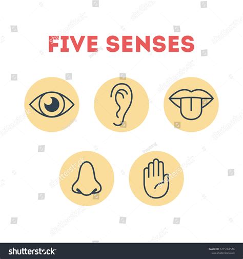 Five Types Human Sense Vision Through Vector De Stock Libre De