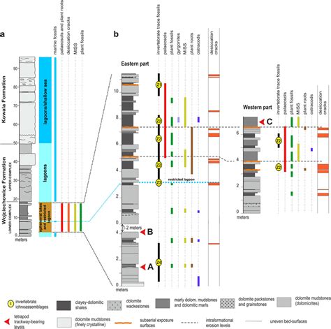 Lithology Stratigraphy And The Distribution Of Fossils In The