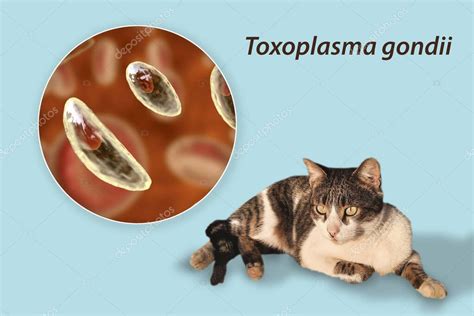 Protozoos Parasitarios Toxoplasma Gondii El Agente Causal De La