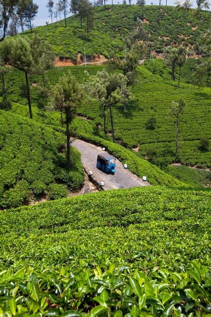 Premium Photo | Tea plantation