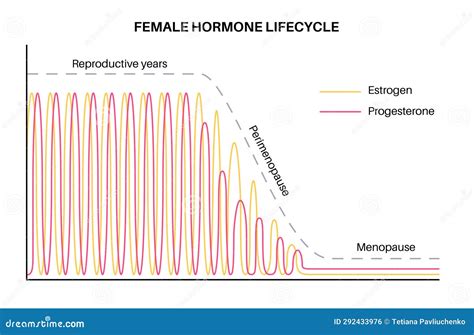 Hormones In Pregnancy Stock Vector Illustration Of Curve 292433976