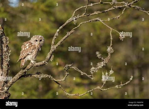 Waldkauz Chouette hulotte Strix Aluco enr perché sur une branche