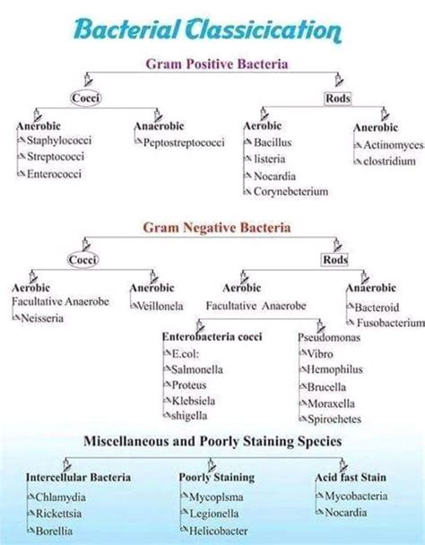 Classification Bacteria Medizzy