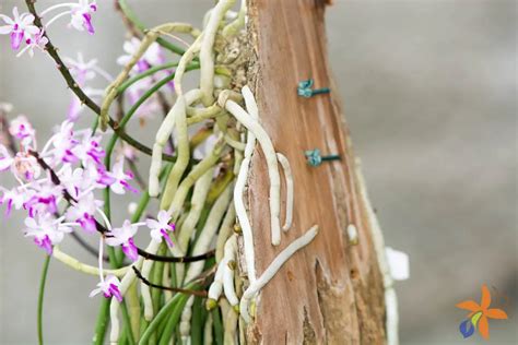 Como Saber se a Raiz da Orquídea Está Morta Mundo Ecologia