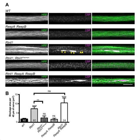 Drosophila Rtnl And Reep Genes And Products A A Dendrogram Based On