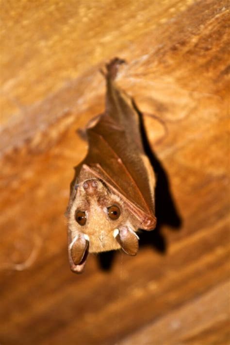 Top 10 Largest Bat Species in the World - Top10HQ