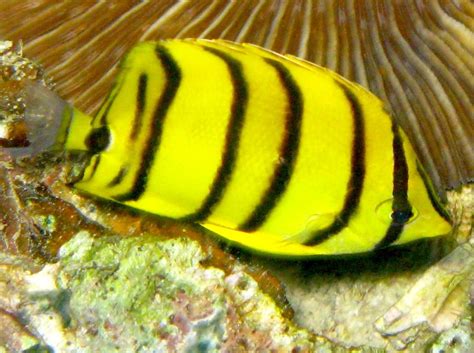 Eight Banded Butterflyfish Chaetodon Octofasciatus Palau Photo 1