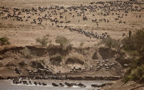 Wildebeest Migration - Ganders Travel