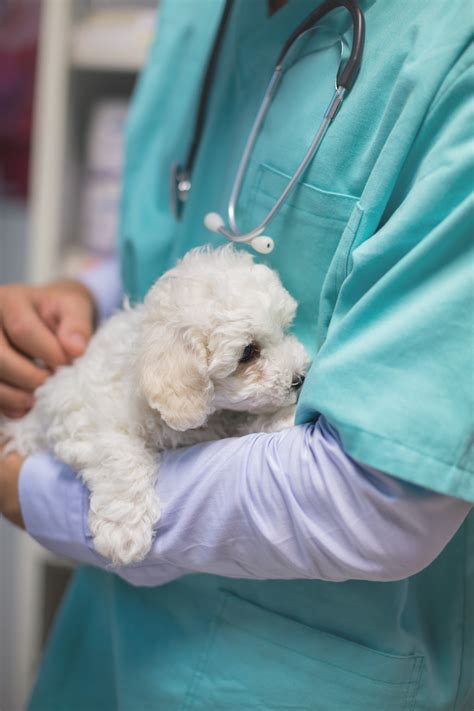 Superstars: Veterinary Technician Appreciation Week | Felton Veterinary