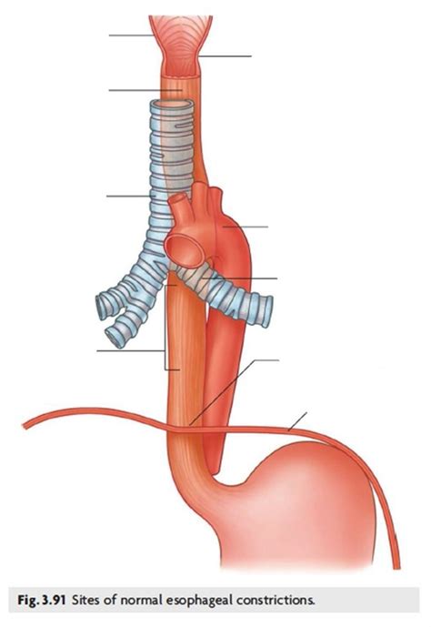 Anatomy Lab Esophagus Diagram Quizlet The Best Porn Website