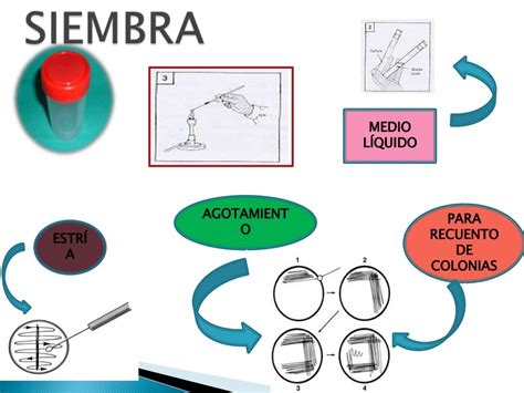 Medios De Cultivo De M Strempler Microbiolog A Medio De Cultivo