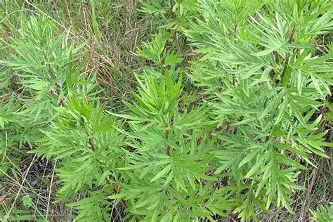 Artemisia Verlotiorum