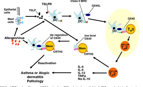 Figure 3 From Monoclonal Antibodies For The Treatment Of Asthma Semantic Scholar