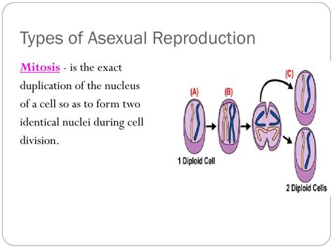 Types Of Asexual Reproduction Class 12 At Isadora Charles Blog