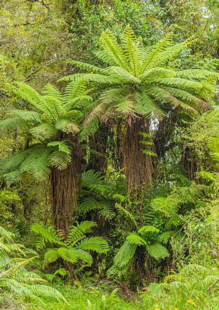 990+ New Zealand Tree Fern Stock Photos, Pictures & Royalty-Free Images - iStock