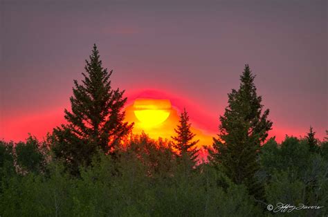 Fiery Sunset Amidst Pines Jeffrey Favero Fine Art Photography