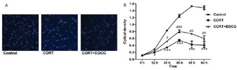 Pdf − Epigallocatechin 3 Gallate Protects Pc12 Cells Against