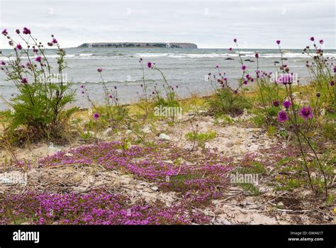 Beautiful nature of Gotland, Sweden Stock Photo - Alamy