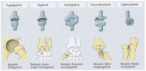 Lernkartei Anatomie Und Funktion Des Bewegungsapparat LMS MemoCard