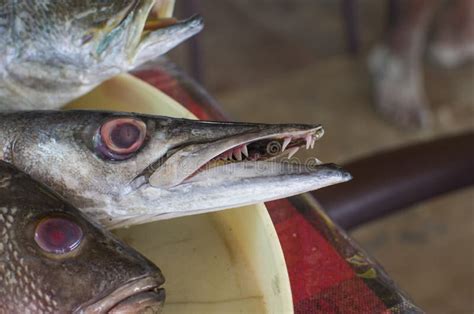 Fish a Barracuda with Teeth Stock Image - Image of fish, fishery: 62580755