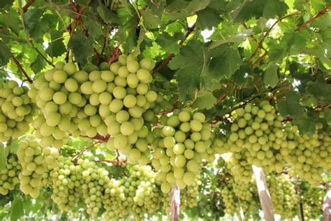 Per Se Convierte En Primer Exportador Mundial De Uvas Los Vi Edos