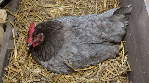 What Is A Broody Hen What To Do Dine A Chook