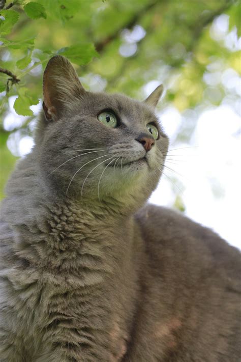 200+ Irish cat names (with meanings) - Traveling Cats