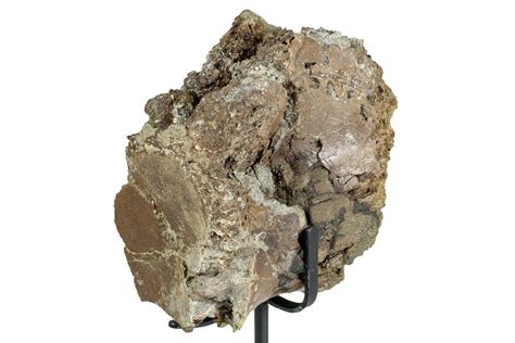 3.7" Fossil Theropod Dinosaur Vertebra - Montana (#244642) For Sale ...