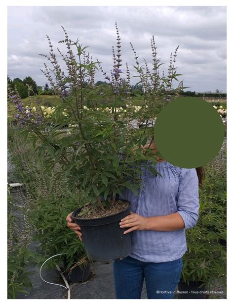 VITEX Agnus Castus F Latifolia Gattilier Arbre Au Poivre