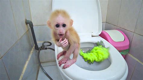 So Funny Baby Monkey Aka Practice Pooping In The Toilet After Every