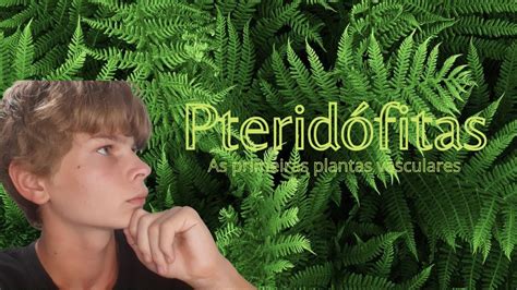 Pteridófitas as primeiras plantas vasculares YouTube