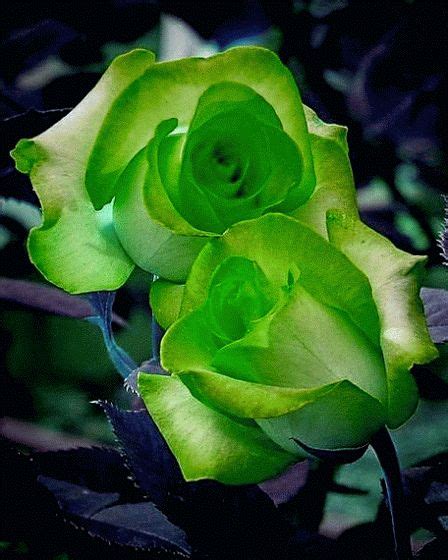 Pin Di Rosalee Gatewood Su Beautiful Roses