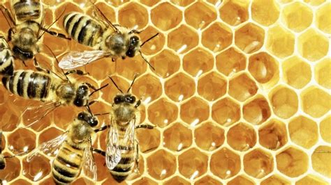 Bees Love Ai Iot And Big Data