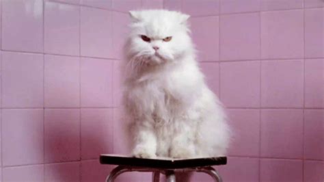 unimpressed cat gifs funny gif | WiffleGif