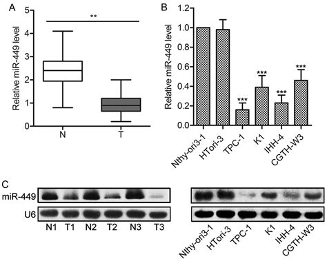 Mir Overexpression Inhibits Papillary Thyroid Carcinoma Cell Growth