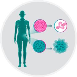 Pdo Screen Patient Derived Organoid Screen Accelerate Oncology