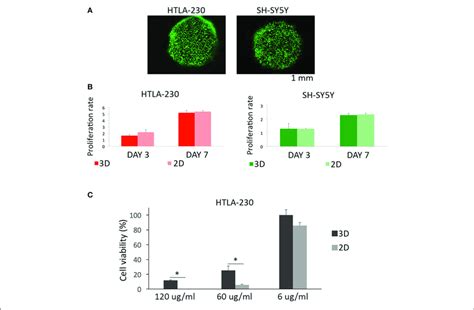 Cell Viability Proliferation And Sensitivity To Imatinib Mesylate